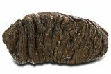 Fossil Woolly Mammoth Upper M Molar - Poland #337191-3